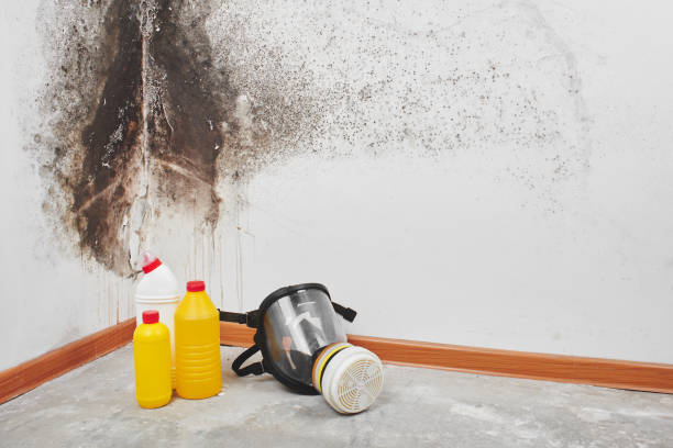 Best HVAC Mold Remediation in Edgerton, MN