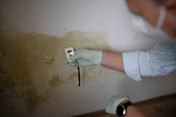 Best Basement Mold Remediation in Edgerton, MN