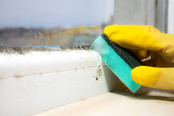 Best Black Mold Remediation in Edgerton, MN
