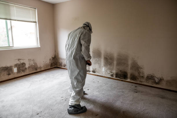 Best Bathroom Mold Remediation in Edgerton, MN